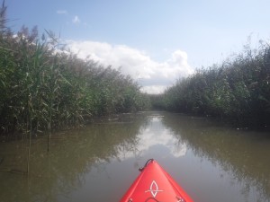 Kayaking in the Marsh